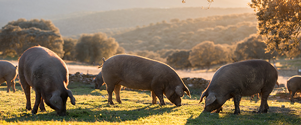 free range pigs feeding in a field on a hill